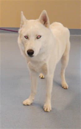 Sailor - Husky