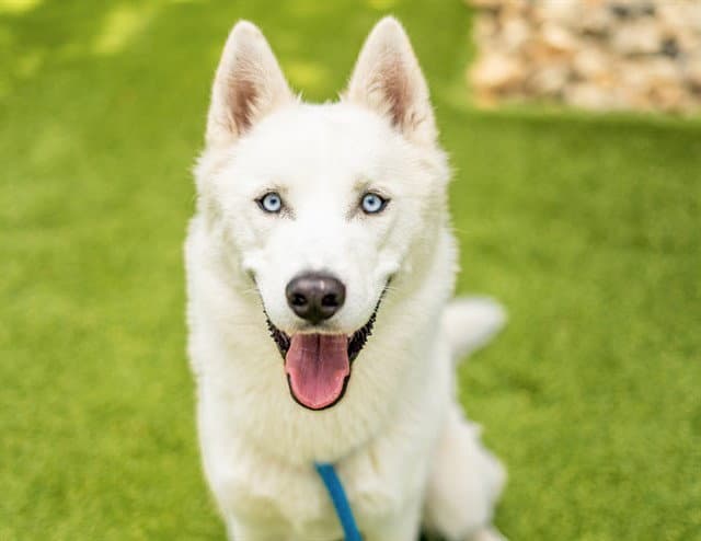 Sailor - Husky