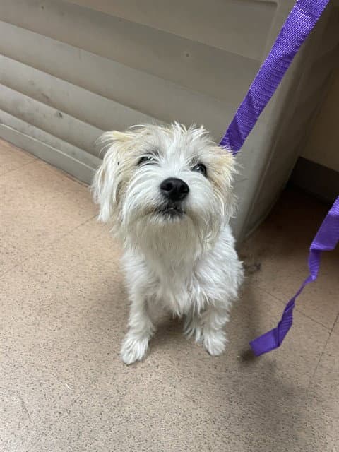 Chickpea - Shih Tzu