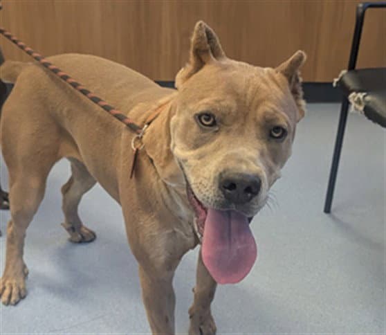 Selene - Pit Bull Terrier