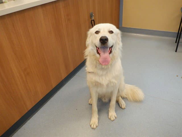 Hiccup - Great Pyrenees