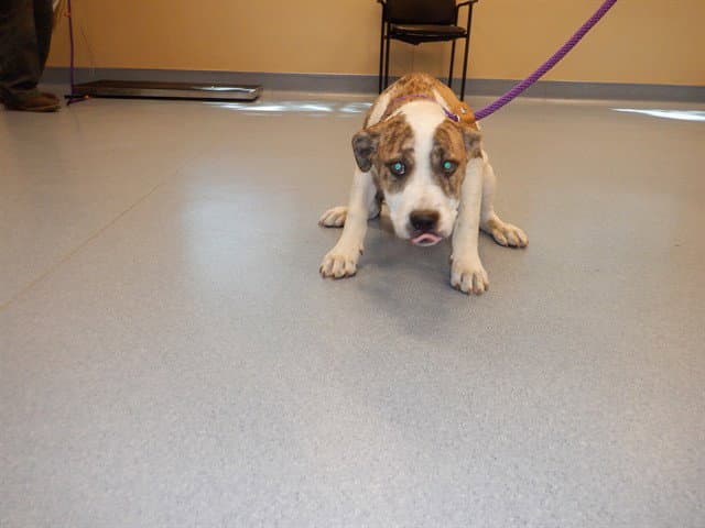 Finch - Pit Bull Terrier