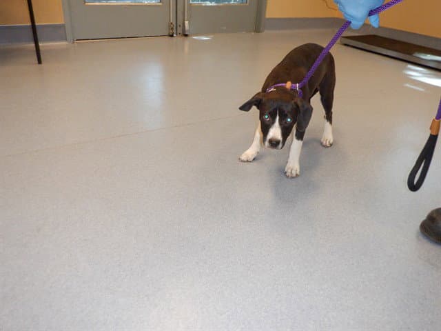 Chickadee - Pit Bull Terrier