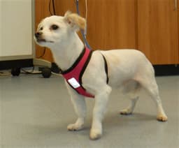 Teeko image 1