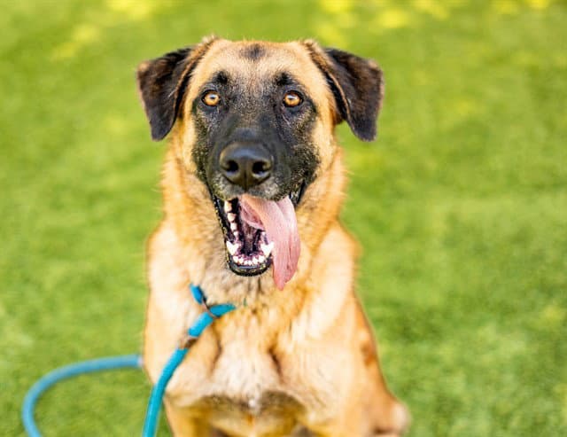 Bruno - Anatolian Shepherd