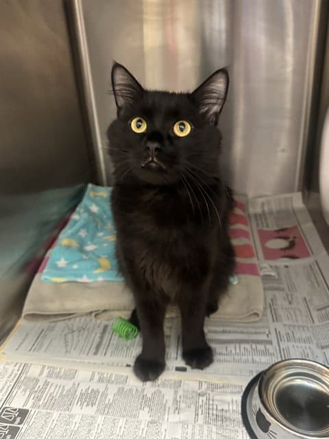 Tyson - Domestic Short Hair
