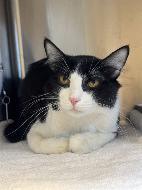 Unknown - Domestic Short Hair