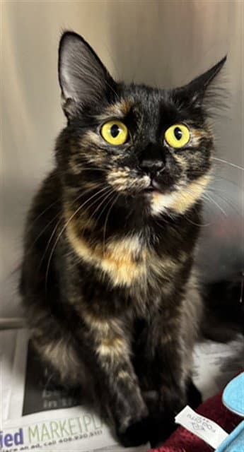 Daffodils - Domestic Medium Hair