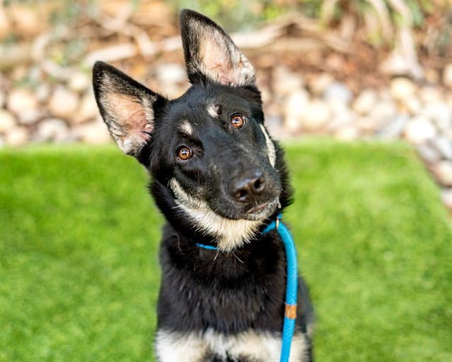 Pinky - German Shepherd Dog