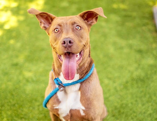 Queen Clarion - Pit Bull Terrier