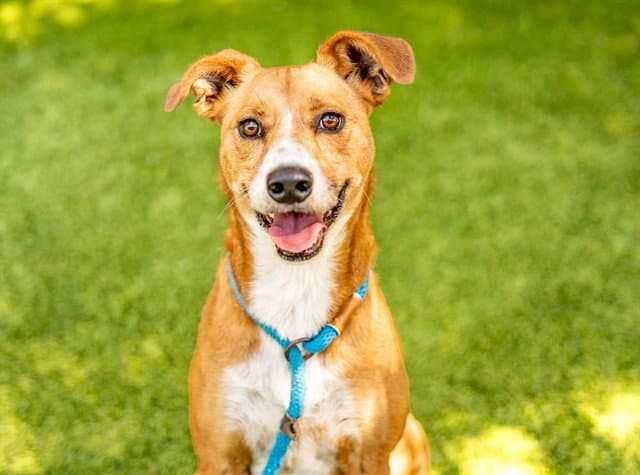 Chromie - Australian Cattle Dog/Blue Heeler