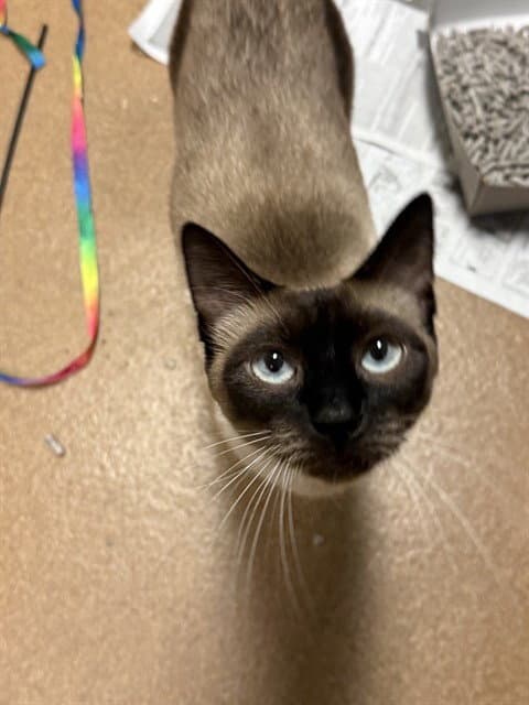 Sushi - Domestic Short Hair