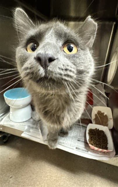 Qiunn - Domestic Short Hair