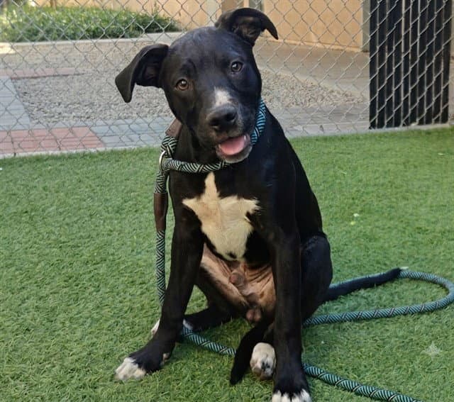 Mac - Pit Bull Terrier