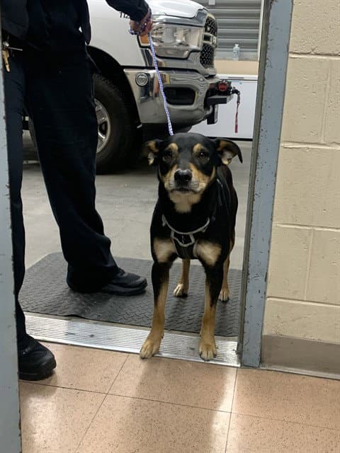 Triton - Rat Terrier