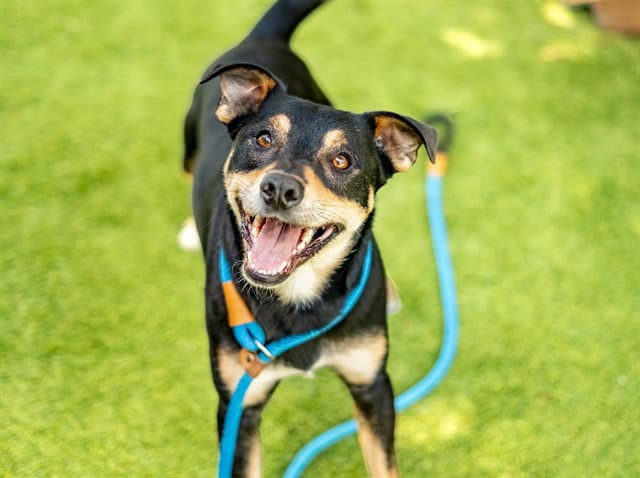 Triton - Rat Terrier