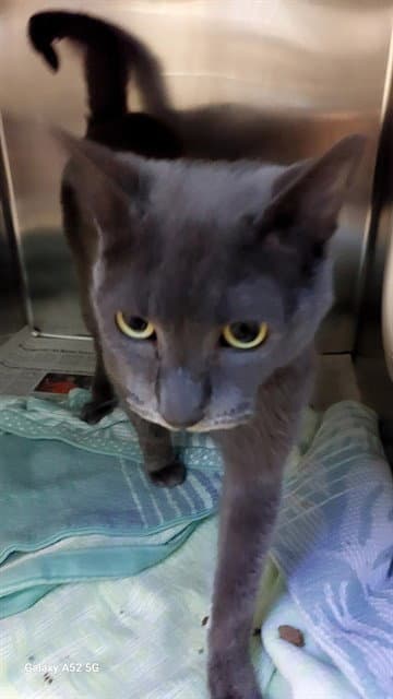 Buddy - Domestic Short Hair
