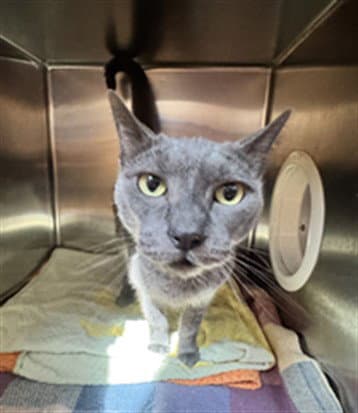 Buddy - Domestic Short Hair