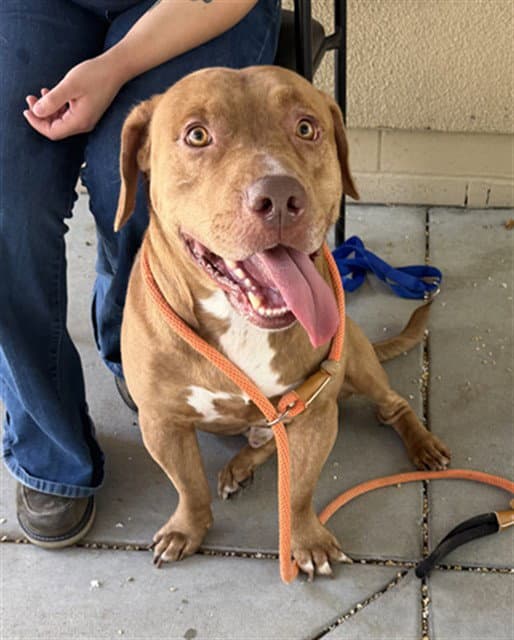 Brent - Pit Bull Terrier