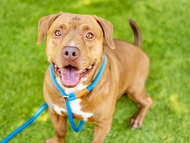 Brent - Pit Bull Terrier