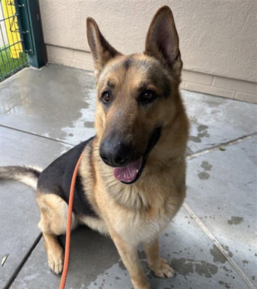 Rocky - German Shepherd Dog