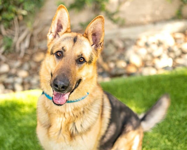 Rocky - German Shepherd Dog