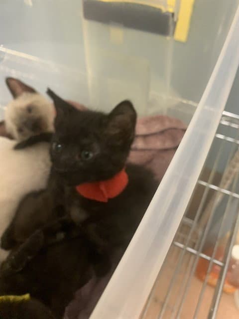 Fran - Domestic Short Hair