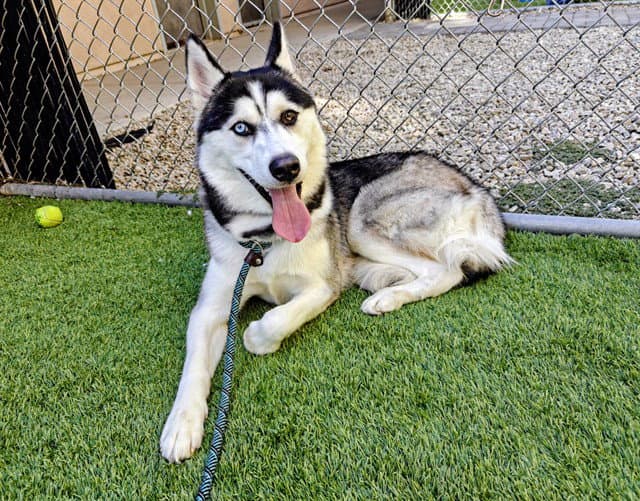Wessel - Siberian Husky