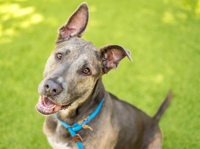 Dahlia - Pit Bull Terrier