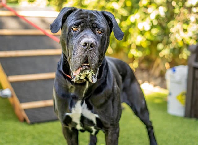 Gnocchi - Mastiff