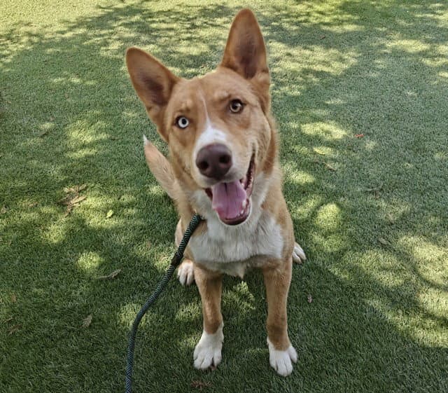 Brioche - Australian Cattle Dog/Blue Heeler