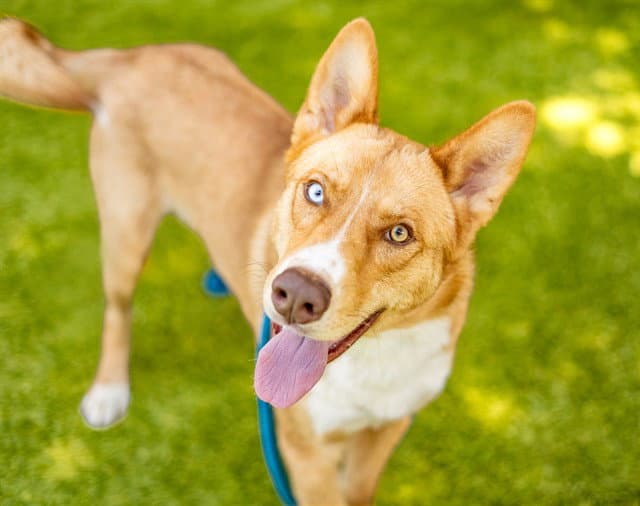 Brioche - Australian Cattle Dog/Blue Heeler