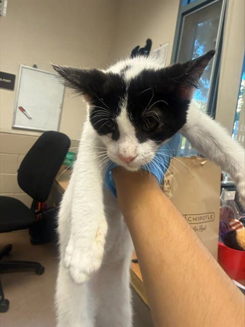 Unknown - Domestic Short Hair