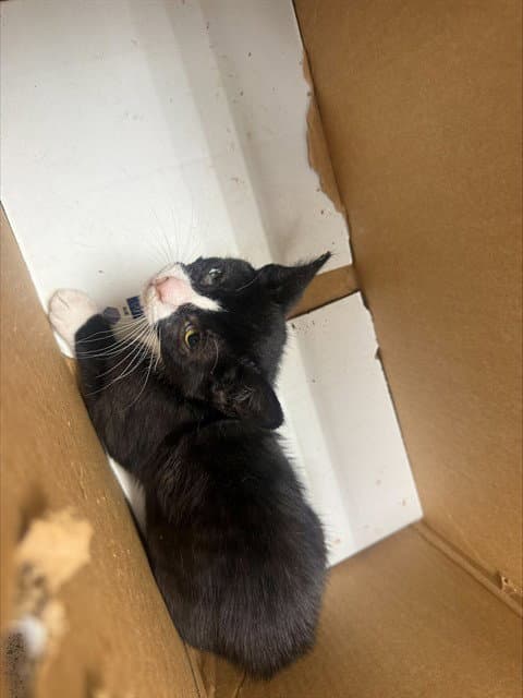 Unknown - Domestic Short Hair