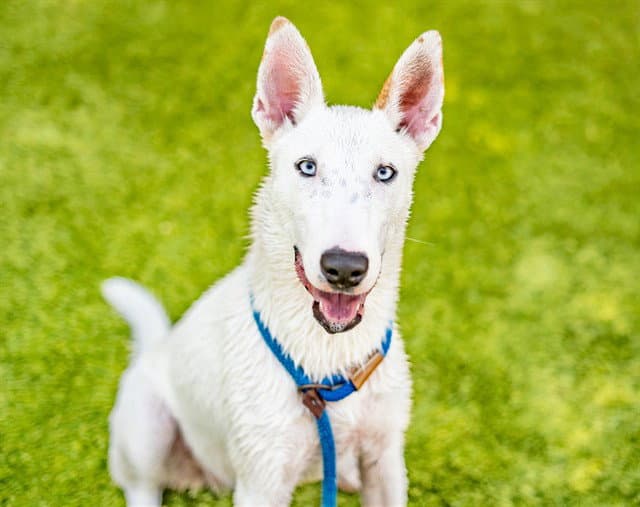 Asami - Bull Terrier