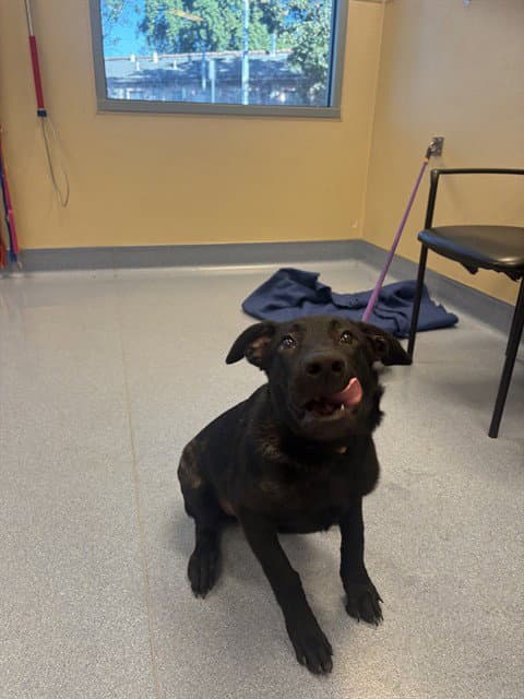 Unknown - Labrador Retriever