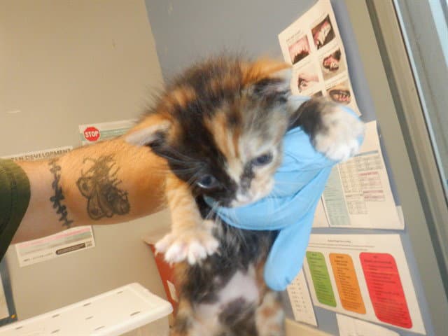 Tomatina - Domestic Short Hair