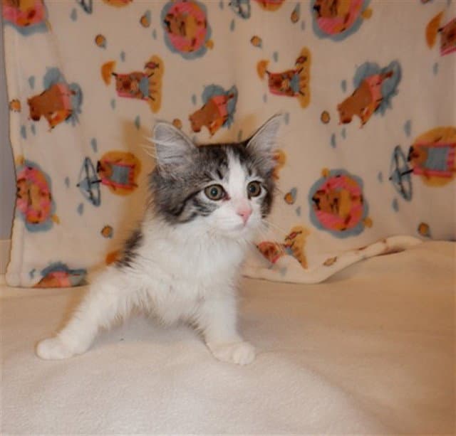 Peach - Domestic Medium Hair