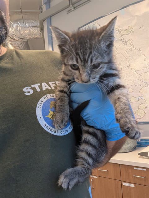 Mitch - Domestic Short Hair