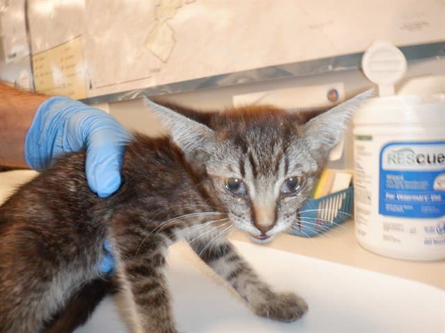 Jasper - Domestic Short Hair