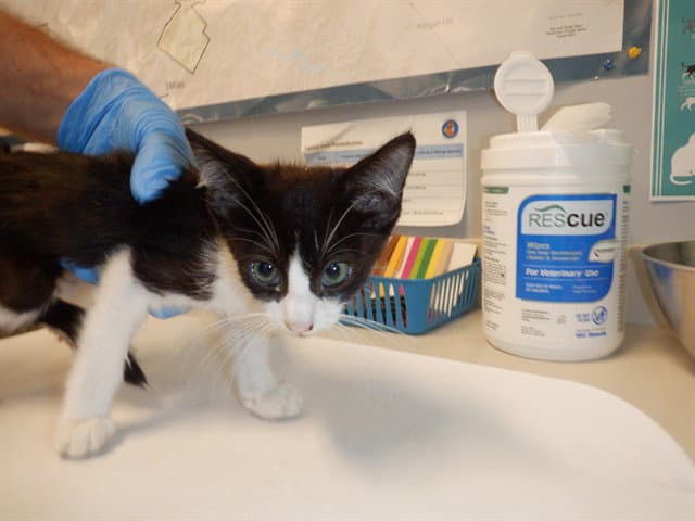 Domino - Domestic Short Hair