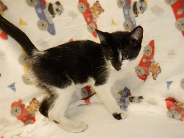 Comet - Domestic Short Hair