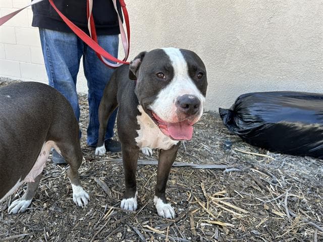 Midnight - Pit Bull Terrier