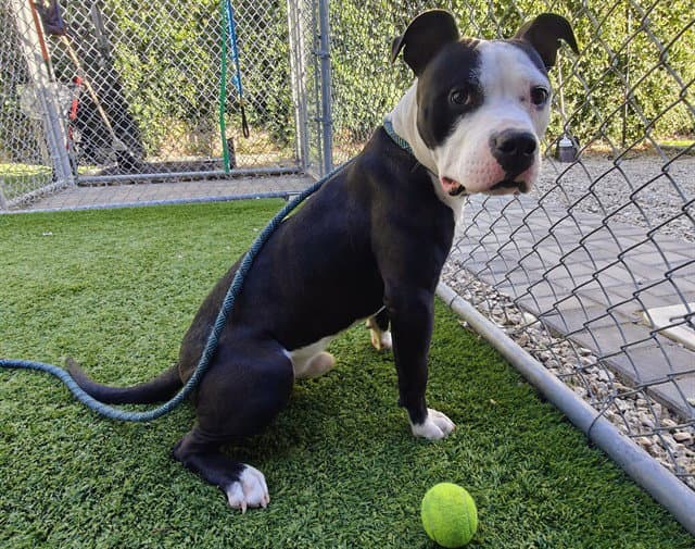 Midnight - Pit Bull Terrier