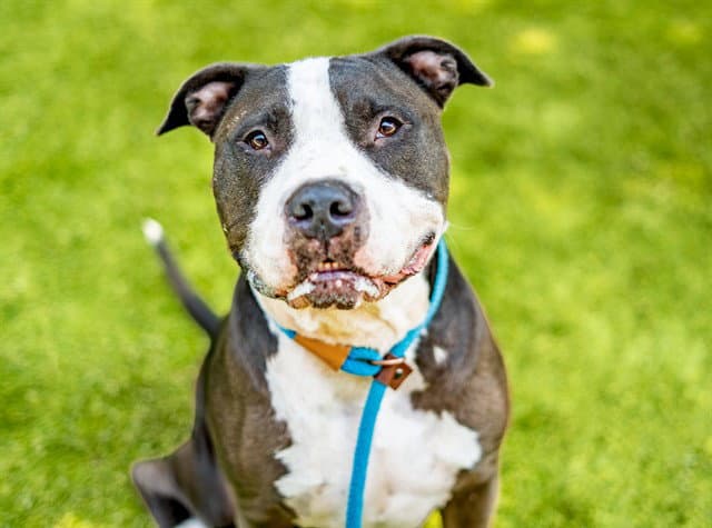 Midnight - Pit Bull Terrier