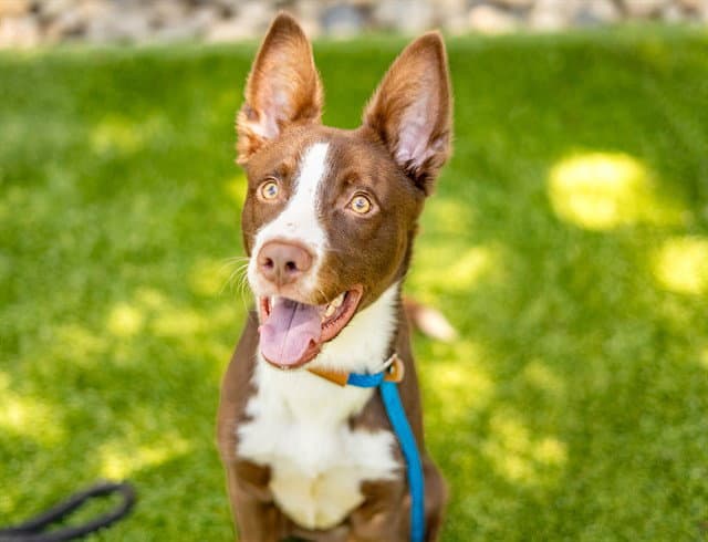 Scout - Border Collie