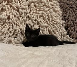 Rhoda image 1