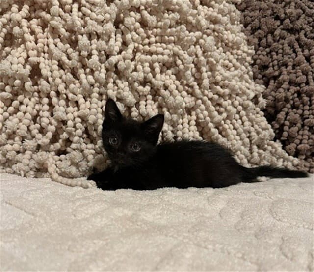 Rhoda - Domestic Short Hair