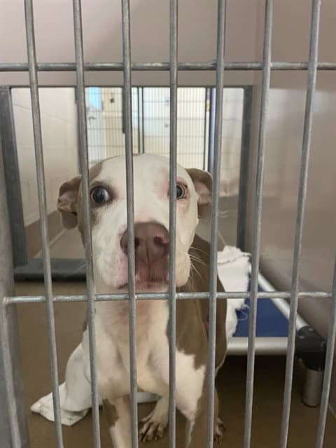 Sand - Pit Bull Terrier