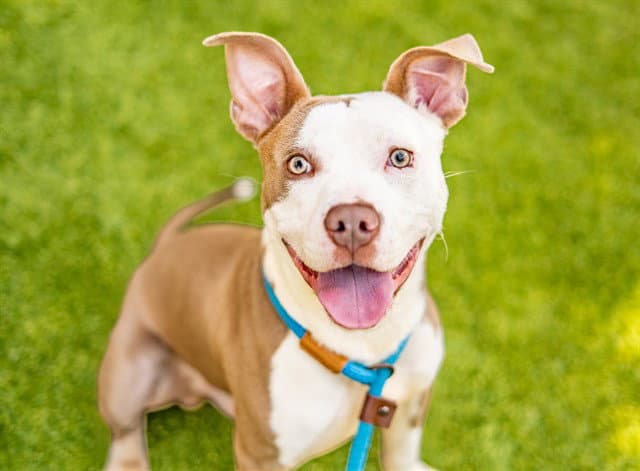 Sand - Pit Bull Terrier